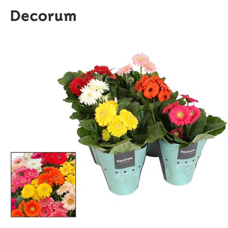 Gerbera Sundayz Mix 3+ Potcover (decorum)