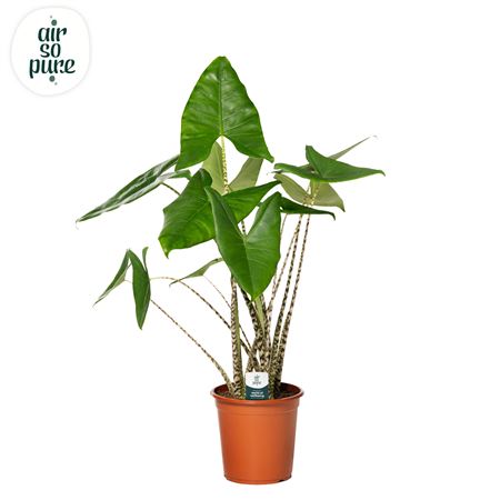 Alocasia Zebrina