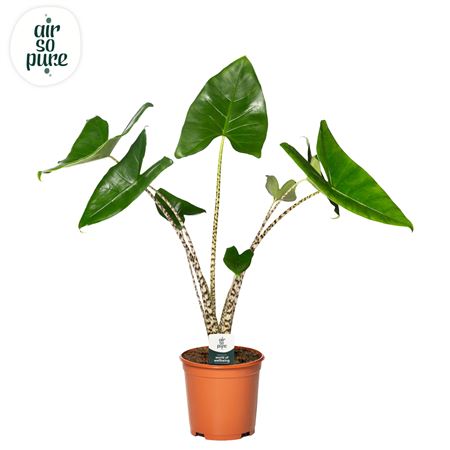Alocasia Zebrina P21 (air So Pure)