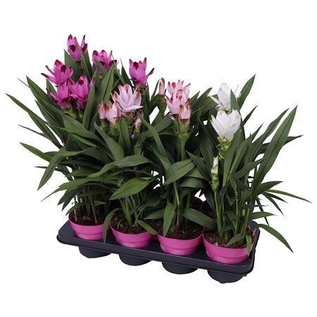 Curcuma Mix 2+