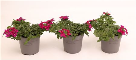 Verbena Vepita Dark Magenta
