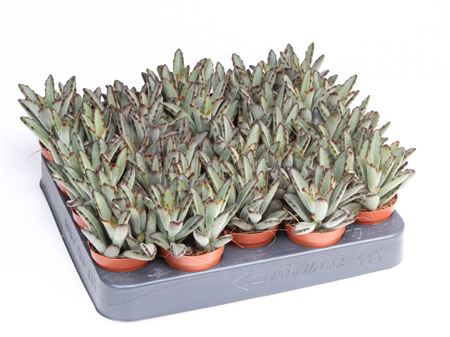 Kalanchoe Tomentosa Aida