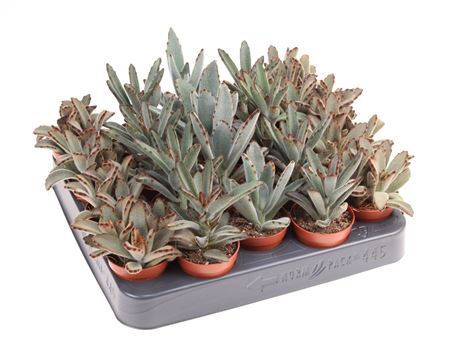 Kalanchoe Tomentosa Mix