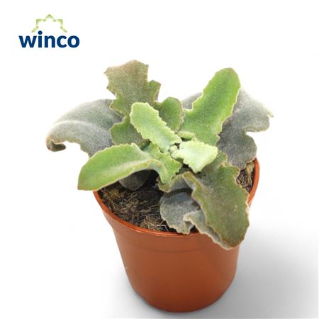 Kalanchoe Maltese Cross