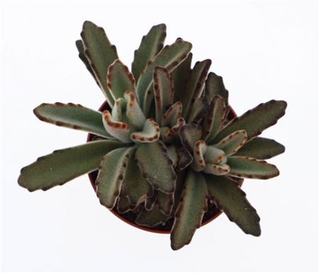 Kalanchoe Tomentosa Aida