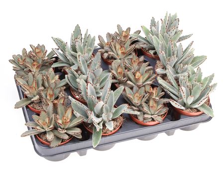 Kalanchoe Tomentosa Mix
