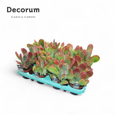 Kalanchoe Oricula Decorum+steker