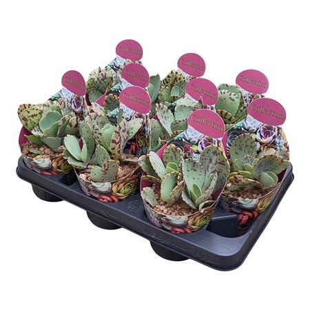 Kalanchoe Marmorata Potcover