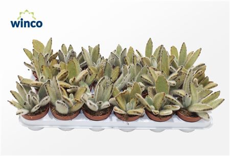 Kalanchoe Vilosa