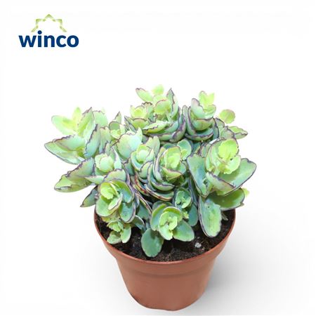 Kalanchoe Thailandi