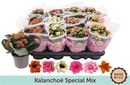 Kal Ros Mix Special