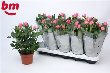 Rosa Dark Pink (bm)