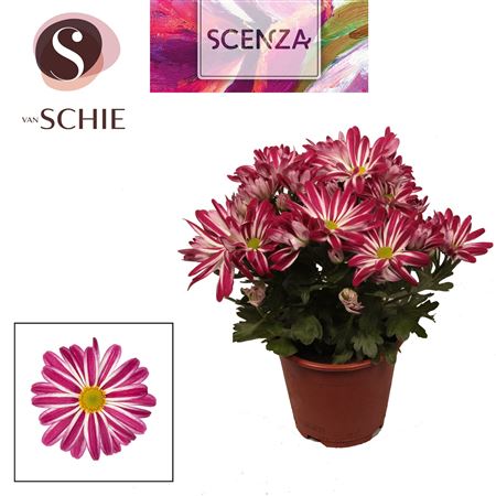 Chrys Magarita Bicolor Rainbow Twist (scenza)