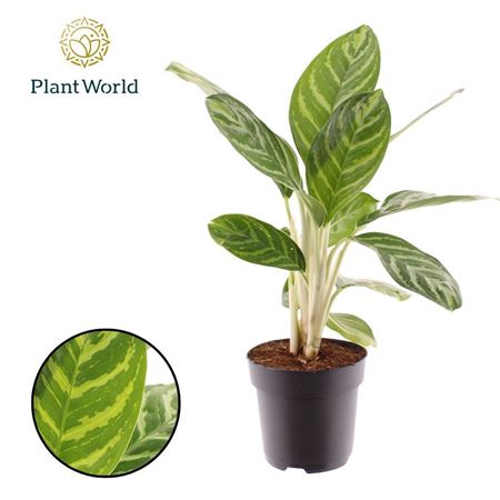 Aglaonema Legacy