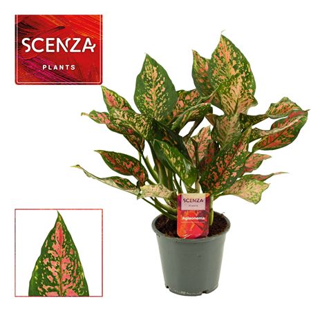 Aglaonema Unyamanee