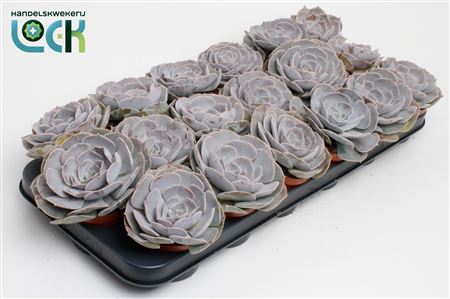 Echeveria Runyonii