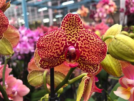 Phal 1st Yellow Leopard