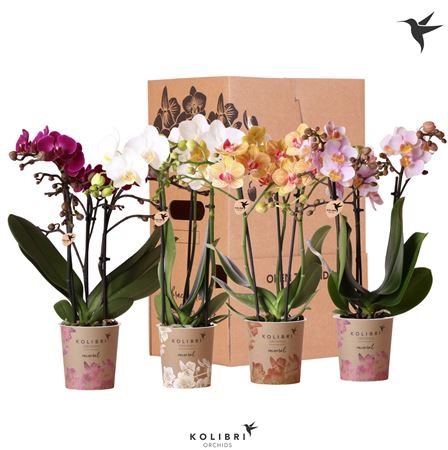 Phal Kolibri Mix 3st No Sleeve