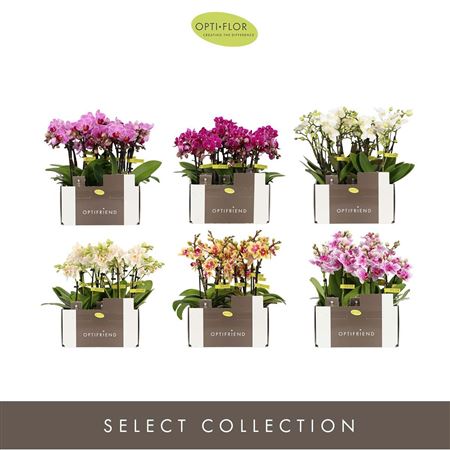 Phal 3st Colour Per Tray 10+ (opti)