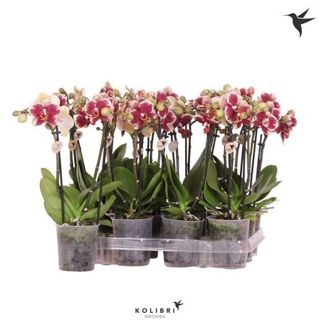 Phal Little Kolibri 2st Spotty 22+ (ok)