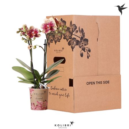 Phal 2st Little Kolibri Mix No Sleeve 22+ (ok)