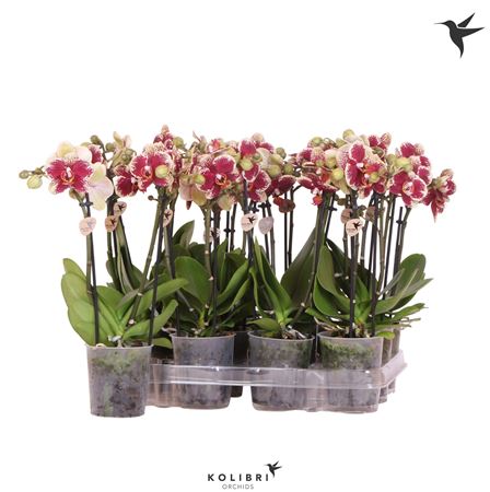 Phal Little Kolibri 1st Special 10+ (ok)