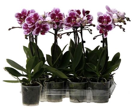 Phal Kolibri 1st Spotty No Label 10+ (ok)