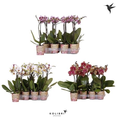 Phal Kolibri 1st Spotty Xxl 10+ (ok)