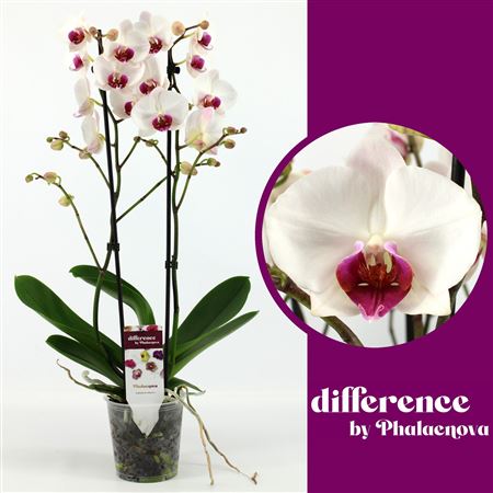 Phal 2st Red Lip 14+ (phalaenova)