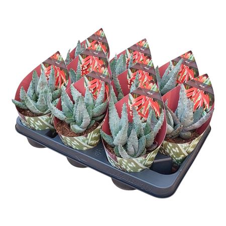 Aloe Aculeata Potcover