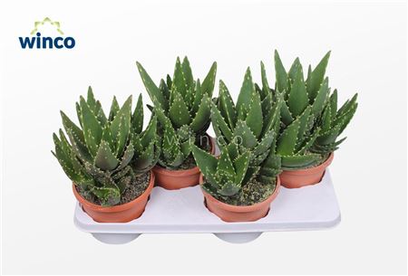 Aloe Mitriformis Ssp.