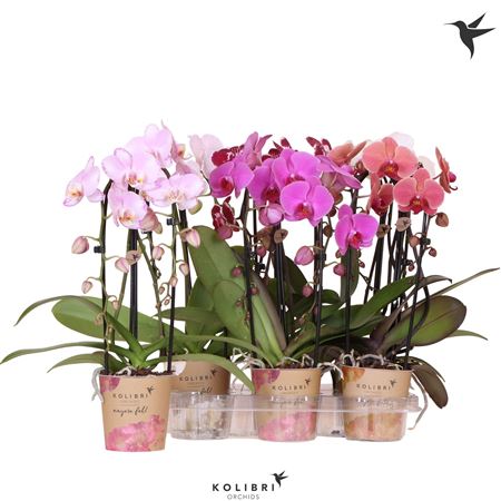 Phal Cascade 2st Niagara Fall Mix