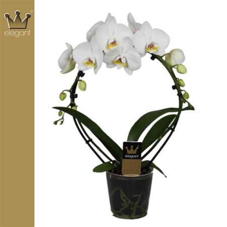 Phal 2st Mirror White (bernhard)