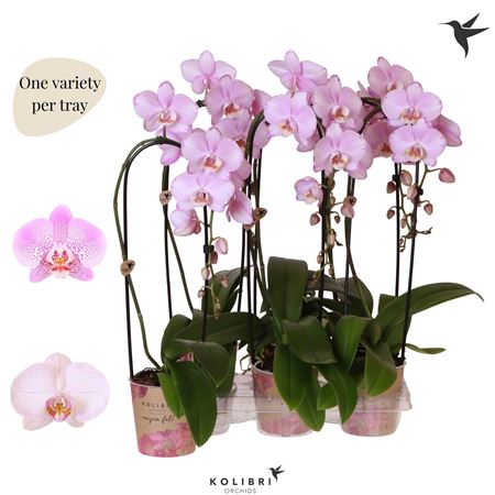 Phal 2st Casc Welness Mut