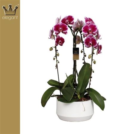 Phal 3st Crown Purple (bernhard)