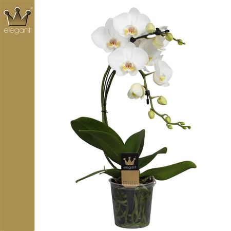 Phal 2st Boomerang White 14+ (бернхард)