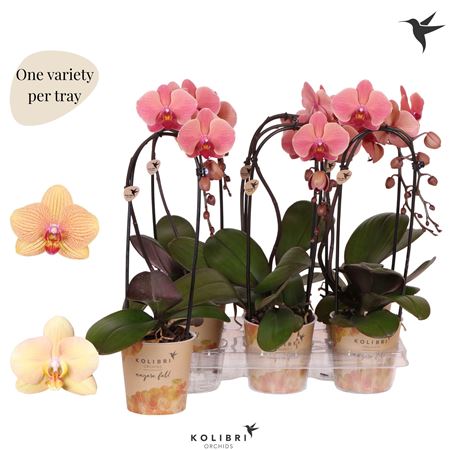 Phal 1st Cascade Narbonne (ok)