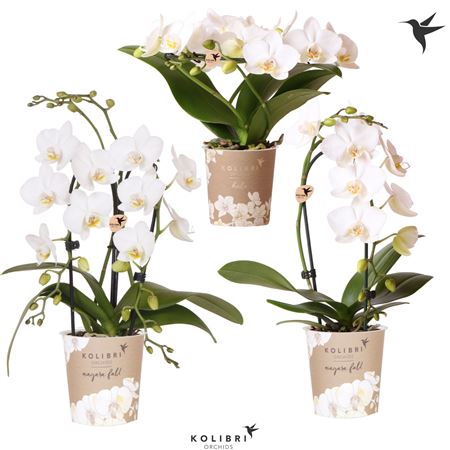 Phal 2st Special Shapes White Mix 8+ (ok)