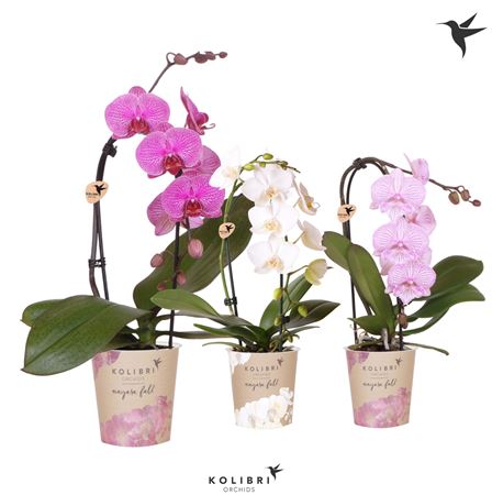 Phal Kolibri Cascade Niagara Fall