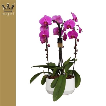 Phalaenopsis 4 Tak, De Kroon Roze