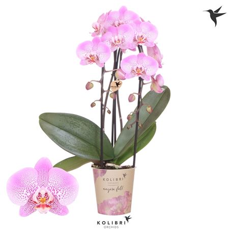 Phal Cascade 2st Niagara Fall Jillion