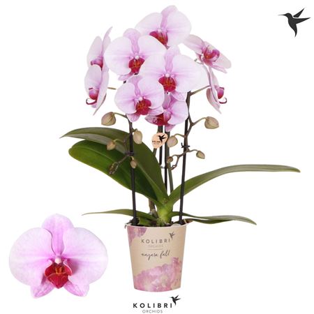 Phal Little Kolibri 2st Fountain Pink 30+ (ok)
