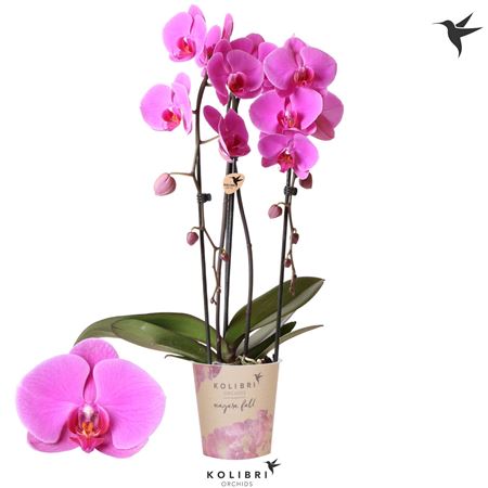 Phal Welness Mut