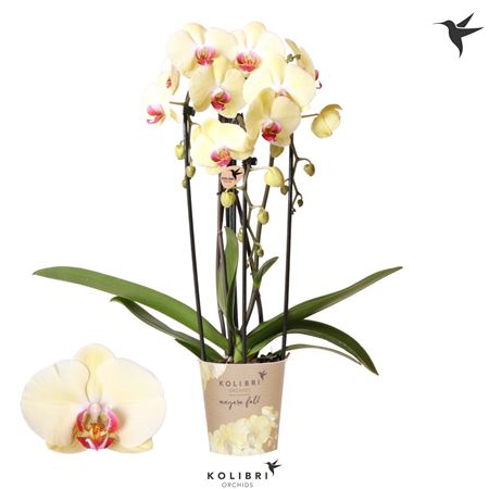 Phal 3st Orange Mut