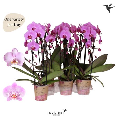 Phal 2st Purple Mut