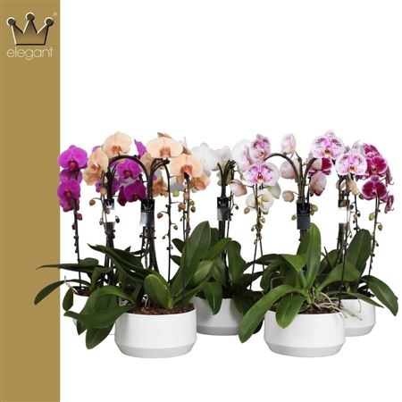 Phal 3st Mix In Ceramic Crown 30+ (bernhard)