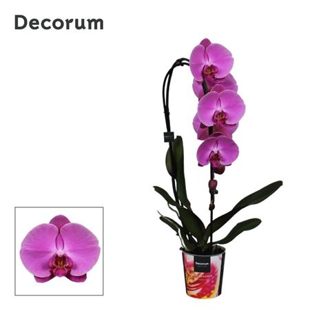 Phal 1st Cascade Pink 6+ Decorum