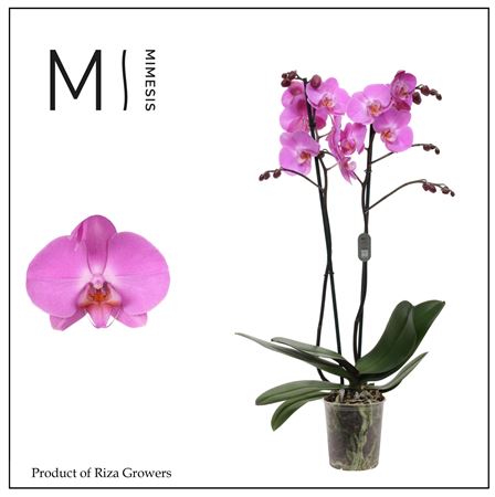 Phal 2st Las Palmas 16+ (mimesis)