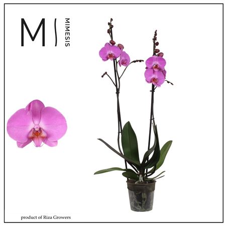 Phal 2st Las Palmas 16+ (orchid Growers)