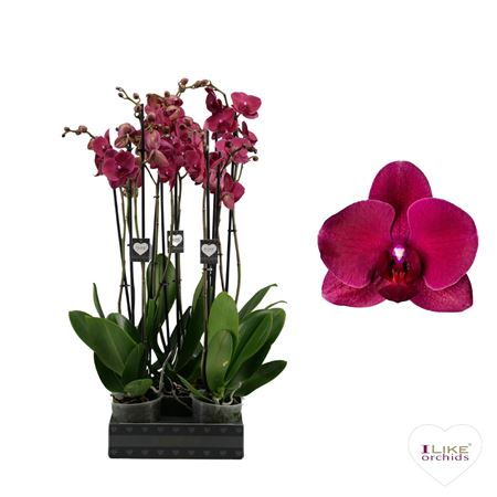 Phal 2st Montreux 18+ (лево)